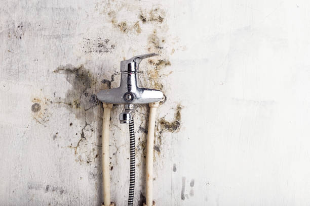 Best Fast Mold Removal  in Ida Grove, IA