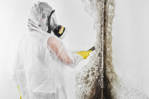 Professional Mold Removal in Ida Grove, IA