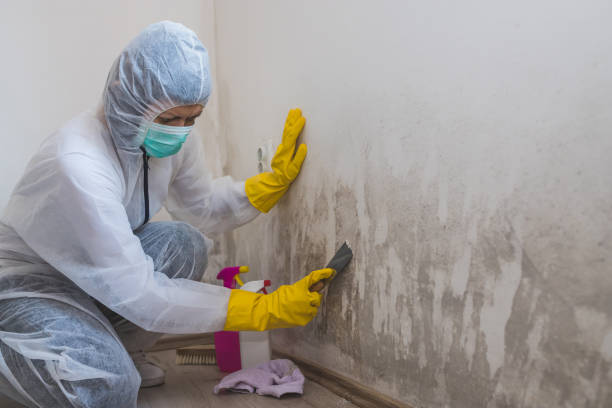 Best Black Mold Removal  in Ida Grove, IA