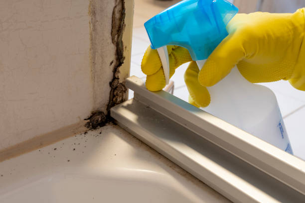 Best Commercial Mold Removal  in Ida Grove, IA