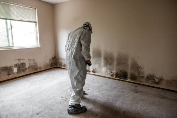 Best Mold Damage Repair  in Ida Grove, IA