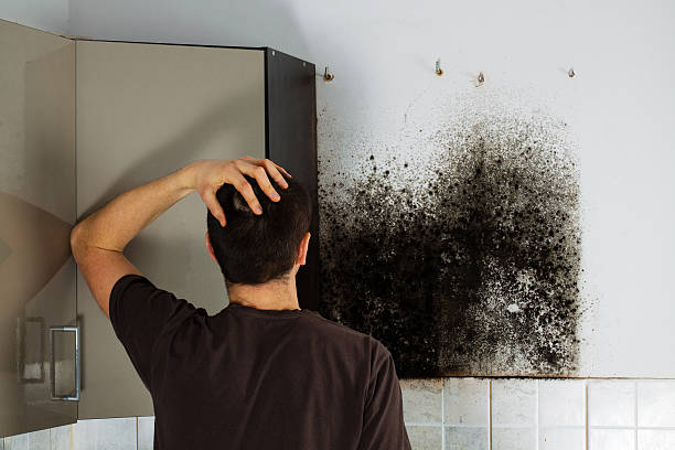 Best Attic Mold Removal  in Ida Grove, IA
